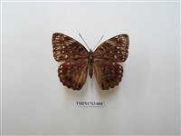 藏品(流星蛺蝶)的圖片